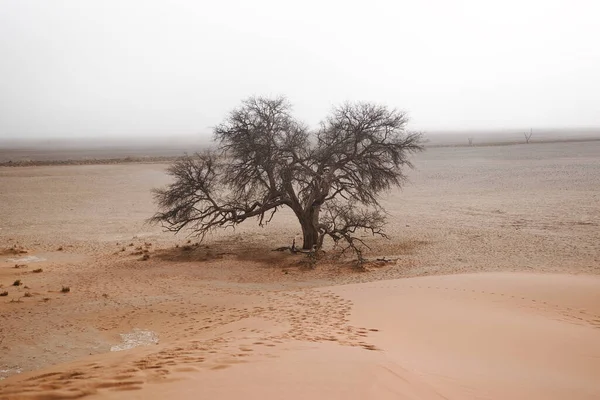 Одинокое Дерево Равнинной Песчаной Пустыне Дюной — стоковое фото
