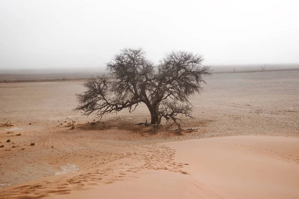 Árbol Solitario Desierto Arena Lisa Bajo Una Duna —  Fotos de Stock