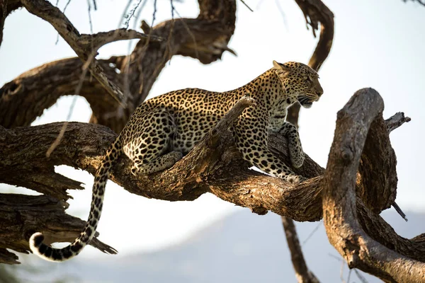Leopardo Descansa Sobre Rama Árbol —  Fotos de Stock