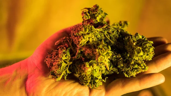 Kontroll Färska Marijuana Knoppar Manliga Händer — Stockfoto