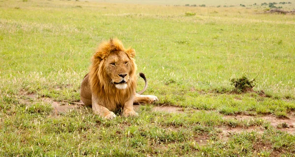 Wielki Lew Spoczywa Trawie Łące — Zdjęcie stockowe
