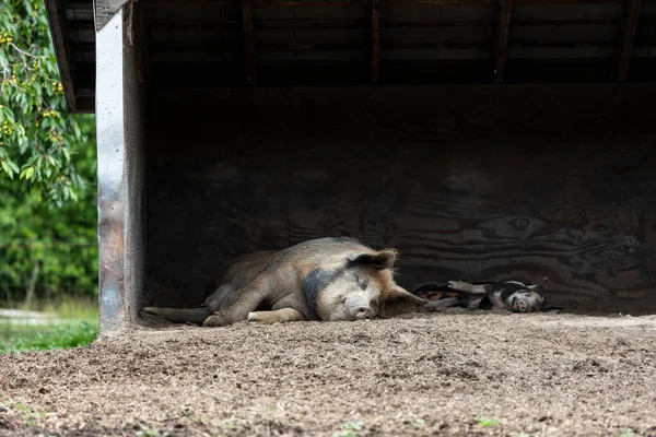 Брудна Свиня Лежить Землі Спить Багні Поблизу Мулу Літній День — стокове фото