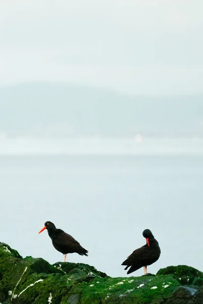 Two Black Oystercatchers Moss Covered Rocks Deception Pass — Stock Photo, Image