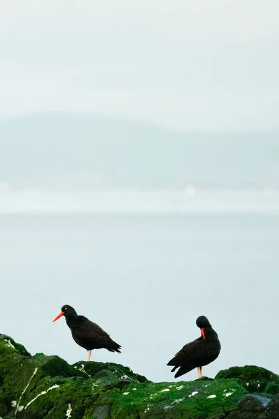 Two Black Oystercatchers Moss Covered Rocks Deception Pass — стоковое фото