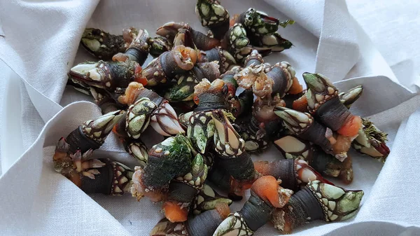 Plate Cooked Galician Barnacles — Foto Stock