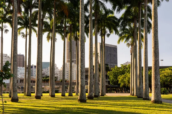 Gyönyörű Kilátás Császári Pálmafák Belvárosi Buldings Hátsó Rio Janeiro Brazília — Stock Fotó