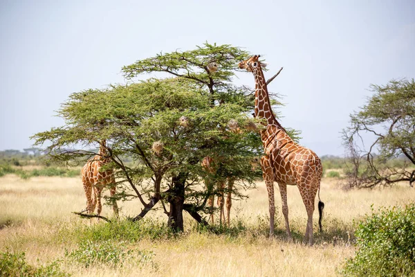 Giraffe Somale Mangiano Foglie Acacia — Foto Stock