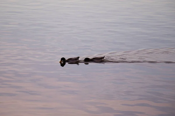 Pair Ducks Swimming Lake Sunset — Fotografia de Stock