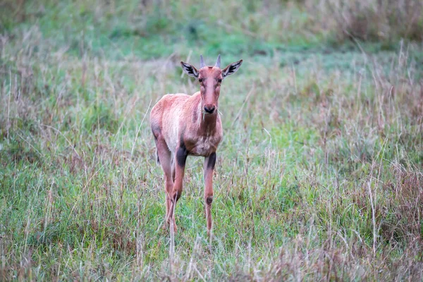 Eine Topi Antilope Grasland Der Kenianischen Savanne — Stockfoto