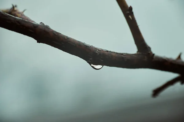 Krople Deszczu Gałęzie Drzew Rozmyte Tło Natury Makro — Zdjęcie stockowe