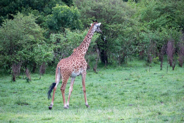 Girafa Corre Entre Árvores Arbustos — Fotografia de Stock