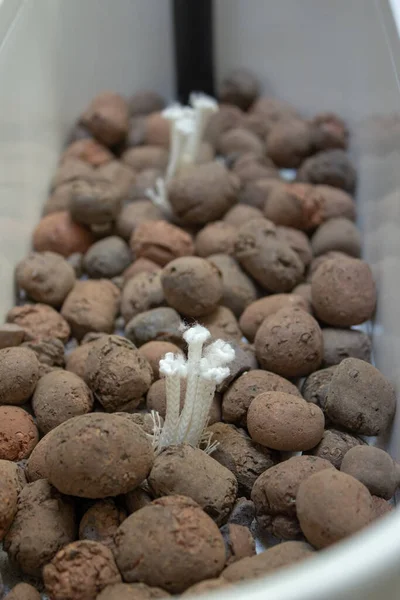 Expanded clay on a white flowerpot in preparation for planting some herbs — Stock Image Expanded Clay White Flowerpot Preparation Planting Some Herbs Royalty Free Stock Photos
