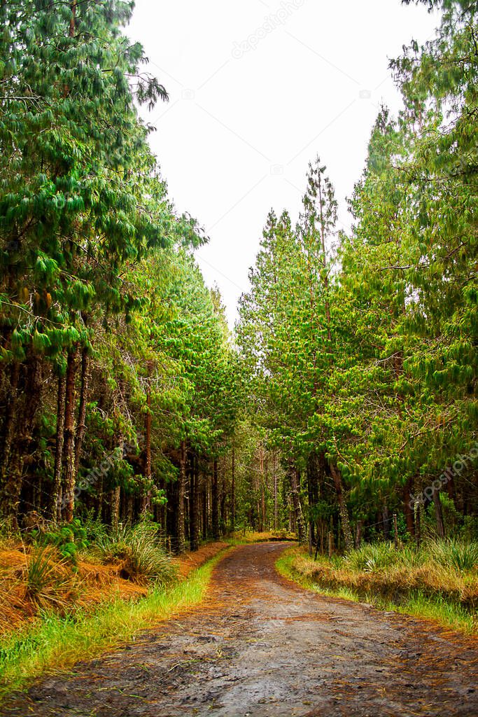A forest road with a lot of trees. It is a natural road in a trip