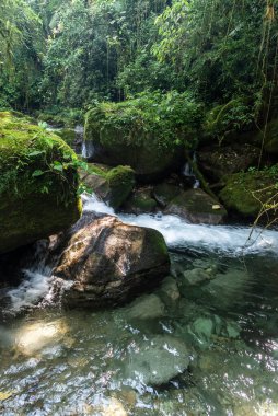 Dağlardaki yeşil Atlantik yağmur ormanı şelalesinin güzel manzarası, Serrinha do Alambari, Mantiqueira Dağları, Rio de Janeiro, Brezilya