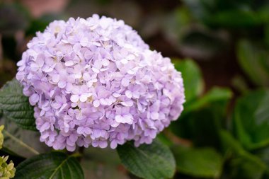 İmparatorluk Mavisi Plumbago Auriculata yazın başından sonbahara kadar geniş gökyüzü mavi çiçekleri üretir. Plumbago sıcak, güneş ve kuraklığa dayanıklı tropikal ya da hassas uzun ömürlüdür. Bu da konteynır bahçelerine harika bir katkı sağlar.