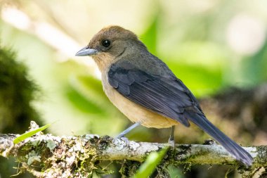 Yeşil Atlantik yağmur ormanlarındaki güzel kahverengi ve bej renkli kuş, Serrinha do Alambari, Mantiqueira Dağları, Rio de Janeiro, Brezilya