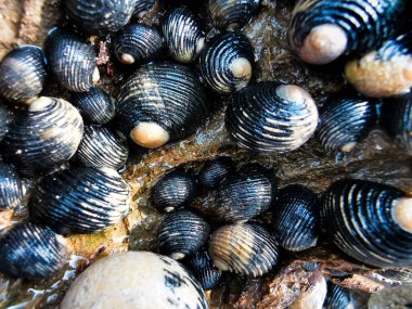 in helezon kaya grubu.