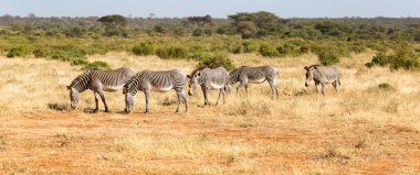 Kenya ovasında otlayan zebralı büyük bir sürü.