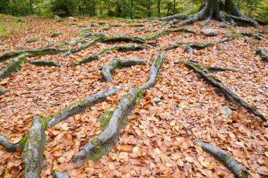 Ordesa Vadisi Ulusal Parkı 'nda sonbahar ormanı, İspanya' da Pireneler.