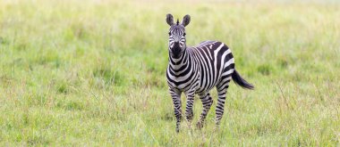 Zebra ailesi bozkırda otlar. Diğer hayvanlara yakın yerlerde.