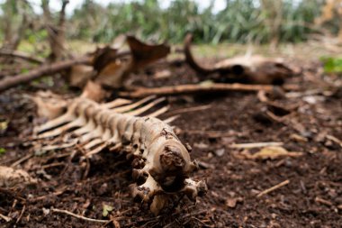 Toprak üzümlerdeki inek kemikleri