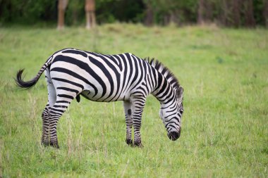 Bazı Zebralar Kenya savanının ortasında