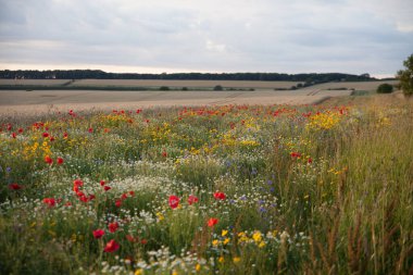 Gloucestershire kırsalında yabani çiçekler ve tahıl ekinleri.