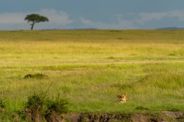 Öğleden sonra vakti, bir dişi aslan çimlerin üzerinde dinlenir.