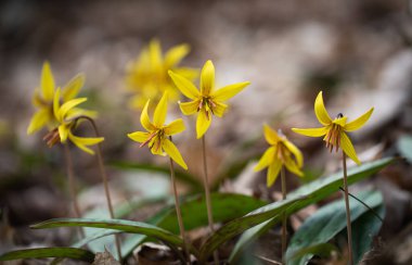 Bahar çiçeklerinin yakın plan görüntüsü