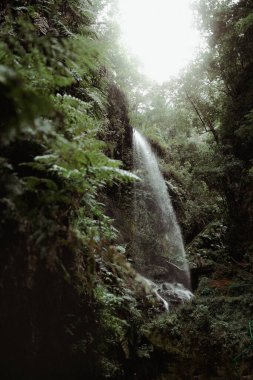 Ormandaki şelale manzarası