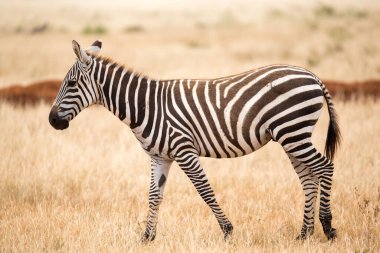Zebra otlakta ayakta ya da yürüyor