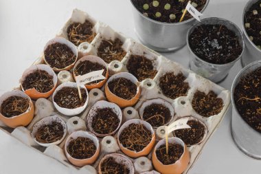 Mikro sebze tohumlarını eve ektim. Eller. Sağlıklı beslenme ve doğal vitaminler. Karantina dönemi için evde bir hobi. Beyaz bir arka planda. Pencere kenarındaki bahçe.