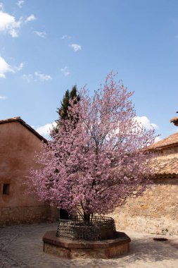 Şehir meydanının ortasında açan güzel badem ağacı.