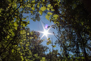 Bazı ağaçların dalları arasında güneş.