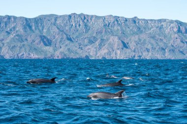 Bir grup şişe burunlu dolhpin (Tursiops) Loreto, Baja California, Meksika 'daki Coronado Adası' nda yüzüyorlar..