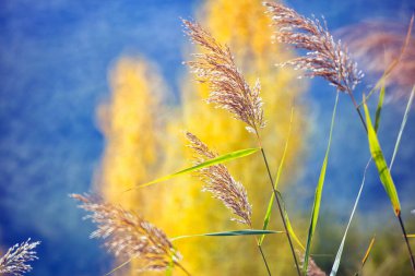 İspanya, Cuenca ve Wicker Sonbaharda Canamares 'de tarım