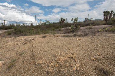 Teksas 'ta kaktüsle çölün güzel manzarası.