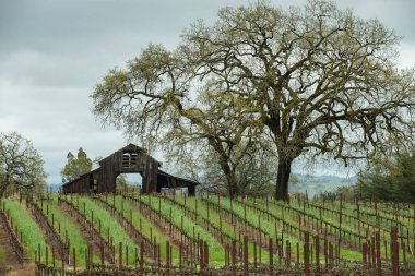 A barn and vinyard in northern California clipart