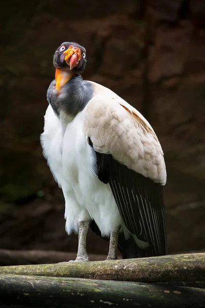 This is a big bird. It is a sarcoramphus papa a beautiful condor