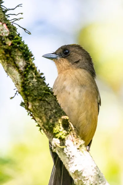 Hermoso Pájaro Tropical Marrón Beige Rama Verde Del Bosque Lluvioso — Foto de Stock