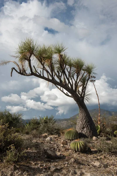 Bella Vista Sul Deserto Con Cactus Nel Texas — Foto Stock