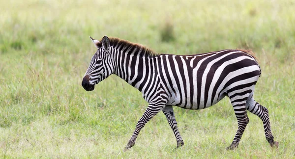 Rodzina Zebra Wypasa Się Sawannie Bliskiej Odległości Innych Zwierząt — Zdjęcie stockowe