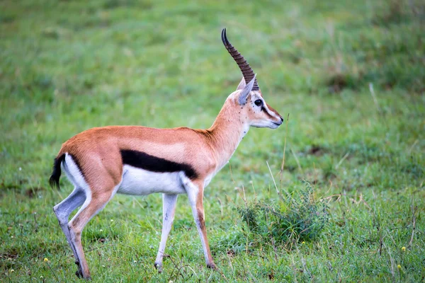 Eine Thomson Gazelle Der Graslandschaft Der Savanne Kenia — Stockfoto