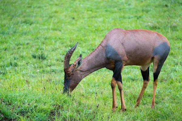 Antilope Topi Nella Prateria Della Savana Del Kenya — Foto Stock
