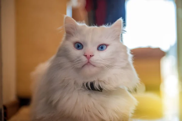 Vit Persisk Katt Liggande Soffan — Stockfoto