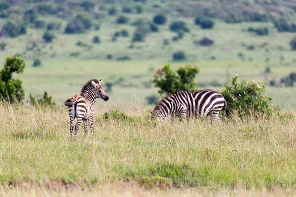 Familia Zebra Roza Sabana Las Proximidades Otros Animales — Foto de Stock