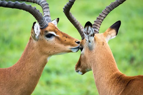 Eine Impala Familie Auf Einer Graslandschaft Der Kenianischen Savanne — Stockfoto