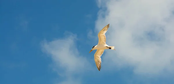 カモメは食べ物を探して飛ぶ — ストック写真