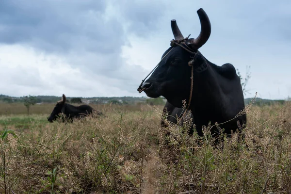 Krowy Polu Vinales Cuba — Zdjęcie stockowe