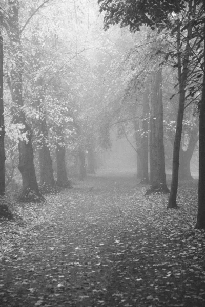 Black White Avenue Trees Parkland Hampstead Heath London — Fotografia de Stock